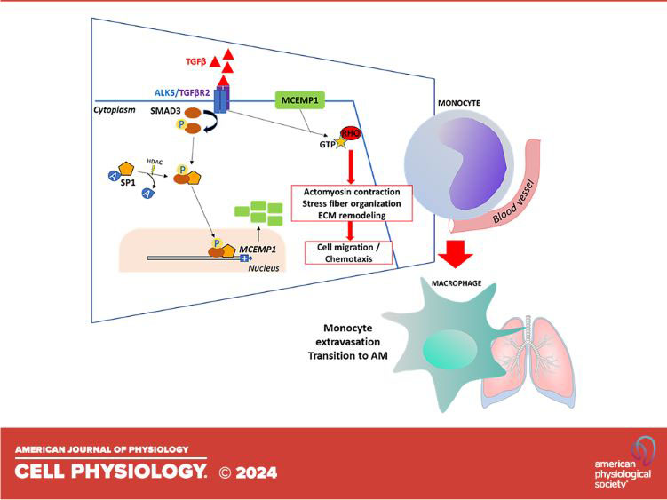Mast-cell expressed membrane protein-1 is expressed in classical monocytes and alveolar macrophages in idiopathic pulmonary fibrosis and regulates cell chemotaxis, adhesion, and migration in a TGFβ-dependent manner